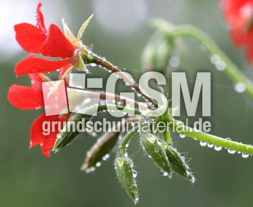 Blüte-im-Regen.jpg